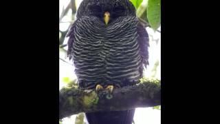 Blackbanded Owl Ciccaba huhula [upl. by Nitsug254]