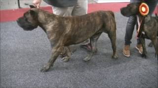 Presa Canario in European Dog Show 2016 B [upl. by Sid360]