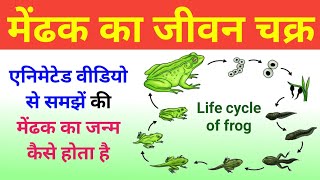 मेंढक का जीवन चक्र  Frog Life Cycle Video  life cycle of frog  Mendhak Ka janm  jivan chakra [upl. by Noirda]