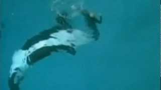 Killer whale drags trainer underwater at SeaWorld San Diego [upl. by Honey456]