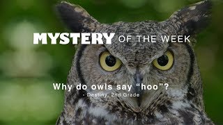 Why do owls say hoo [upl. by Rattan]