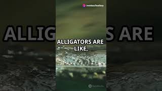 Did You Know Alligators in Saltwater 🐊 facts nature aligators crocodile comedyvideo [upl. by Wiener]