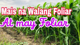 Mais na walang foliar at yong tanim natin [upl. by Akeihsal]