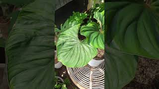 have you seen my plowmanii philodendron [upl. by Eniledam809]