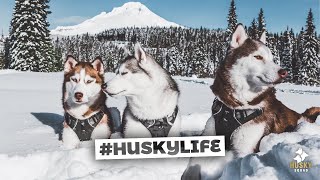 Huskies Hiking in the Snow  Husky Squad [upl. by Aba]