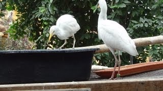 Le Héron gardeBoeuf  La ferme aux crocodiles Drôme France [upl. by Nnaycnan]