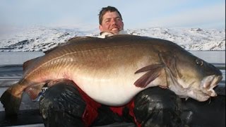 Worlds Biggest Atlantic Cod [upl. by Hutchins173]