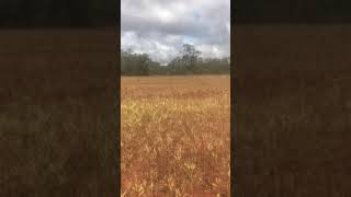 Locust swarm at Hermidale NSW [upl. by Banks]