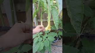 My UK Brugmansia collection [upl. by Htebirol48]