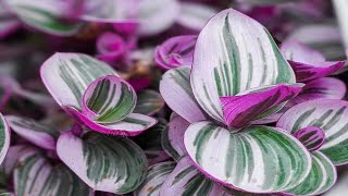 Tradescantia Nanouk PINK [upl. by Zeni]