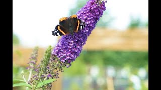 February Gardening  How To Prune Your Butterfly Bush Buddleia [upl. by Jaime555]