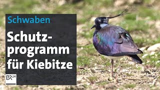 Vogel des Jahres Schutzprogramm für Kiebitze  Abendschau  BR24 [upl. by Paschasia360]