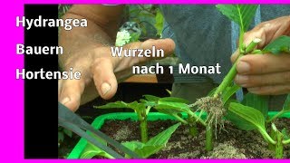 Hortensien sind in 1 Monat bewurzelt und werden umgepflanzt Garten erleben und sehen was da wächst [upl. by Elisa]