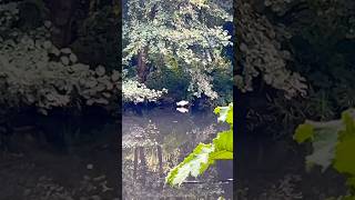 Egret 💓 birds wildlife nature birdwatching egret egrets [upl. by Tneicniv]