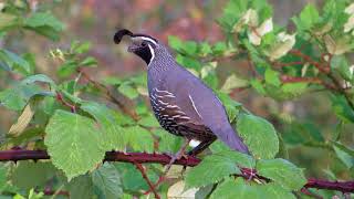 California Quail pitpit call [upl. by Boothman]