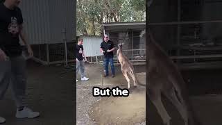 Kangaroo Fight Ends Hilariously [upl. by Holsworth]