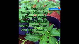 Ashitaba the Wonder LeavesAlamin Ang mga health BenefitsUminum Ng Adelle Ashitaba Tea o Capsule [upl. by French100]