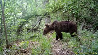 RECOPILACION DE OSOS Ursus arctos [upl. by Hollister]