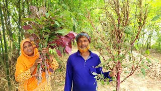 Summer Cooking Farm Fresh Red Amaranth Recipe ডাটা খুইড়া রেসিপি Taro Leaf Banana Stem Chicken Curry [upl. by Kai]