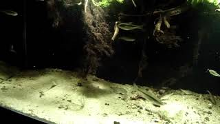 River Iput under the overhanging bush sandy shallows Surazh Russia 280 L [upl. by Atoiyanap]