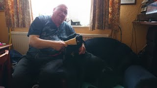 NIKKI BLACK LABRADOR SERIES TWO EPISODE SEVENTY ONE AT THIRTEEN MONTHS OLD WITH ANDREW [upl. by Hurd]