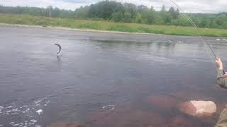 Miramichi river salmon jump [upl. by Akitnahs280]