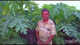 organic fertilizer for plants organic fertilizer for vegetables organic fertilizer making [upl. by Ahser]