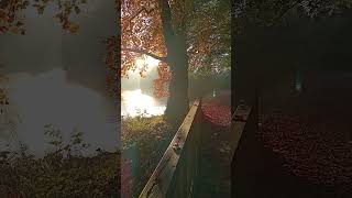 Wittringen Gladbeck nature reels germany travel ドイツ германия reels autumn autumnwalk [upl. by Mori]