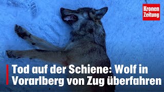 Tod auf der Schiene Wolf in Vorarlberg von Zug überfahren  kronetv NEWS [upl. by Aleil968]