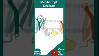 Ionotropic vs Metabotropic receptors  mode of action and examples  1 min neurobiology [upl. by Yaras]