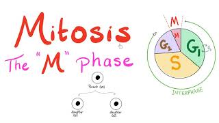 Mitosis  Cell Division  The M Phase of the Cell Cycle  Biology for MCAT DAT SAT ACT AP Bio [upl. by Mariel]