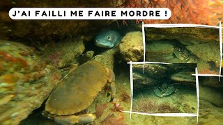 Ce spot est rempli de homards  Chasse sous marine Bretagne sud [upl. by Ronoh]