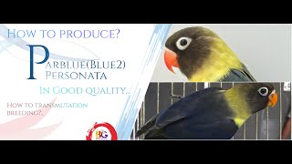 How to produce parblueBlue2 personate  what is a Transmutation breeding  Birds Galaxy [upl. by Hadria130]