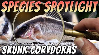 Skunk Corydoras corydoras granti  Corydoras Catfish [upl. by Anipsed83]