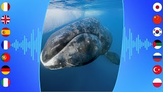 Aquatic Sounds Bowhead Whale [upl. by Diana197]