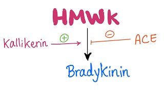 KallikreinKinin​ System Pathway Let’s make Bradykinin  Physiology Biochemistry Pharmacology [upl. by Heber363]