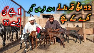 Extremely Pure Beetal Goats Kids  Ustaad Farhan Gujjar [upl. by Ahsienar319]