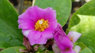 Pereskia Grandiflora  Pink Flowers Cactus Family [upl. by Annabell]