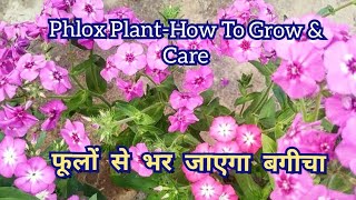 How To Grow And Care Phlox Plant  Winter Flowering Plant Phlox Ki Dekhbhaal Kaise Karein [upl. by Adlai]