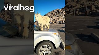 Mountain Goat Took a Whizz on My car  ViralHog [upl. by Bunns222]