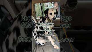 20 dog car seat vs 100 dog car seat cover [upl. by Tyson]