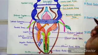 Venous System Of Scoliodon [upl. by Brottman830]