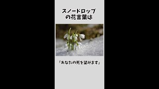 【恐怖】花言葉が恐ろしすぎるお花15選【雑学】 [upl. by Irrot]