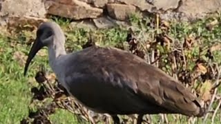 The famous HADEDAthe noisiest bird in Africa [upl. by Mloclam896]