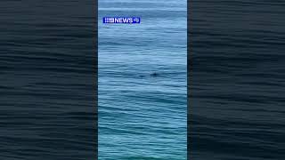 Whales and dolphins spotted off QLD coast [upl. by Mat764]