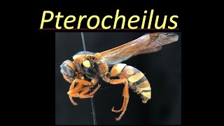 Pterocheilus Vespidae [upl. by Lizzie]