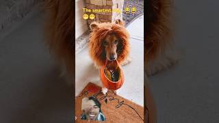 The smartest dog 😂🤣🤣 funny trynottolaugh reaction doglover shorts [upl. by Aihsekal]