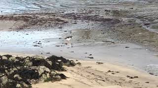 Wildlife of Robert’s Cove Ireland Curlews Oystercatchers and More [upl. by Rez496]