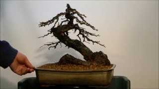 Yamadori Larix decidua Repotting 3 [upl. by Aciras330]