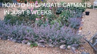 How to Grow and Propagate Catmint FAST [upl. by Adnohsel]